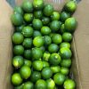 Seedless lime